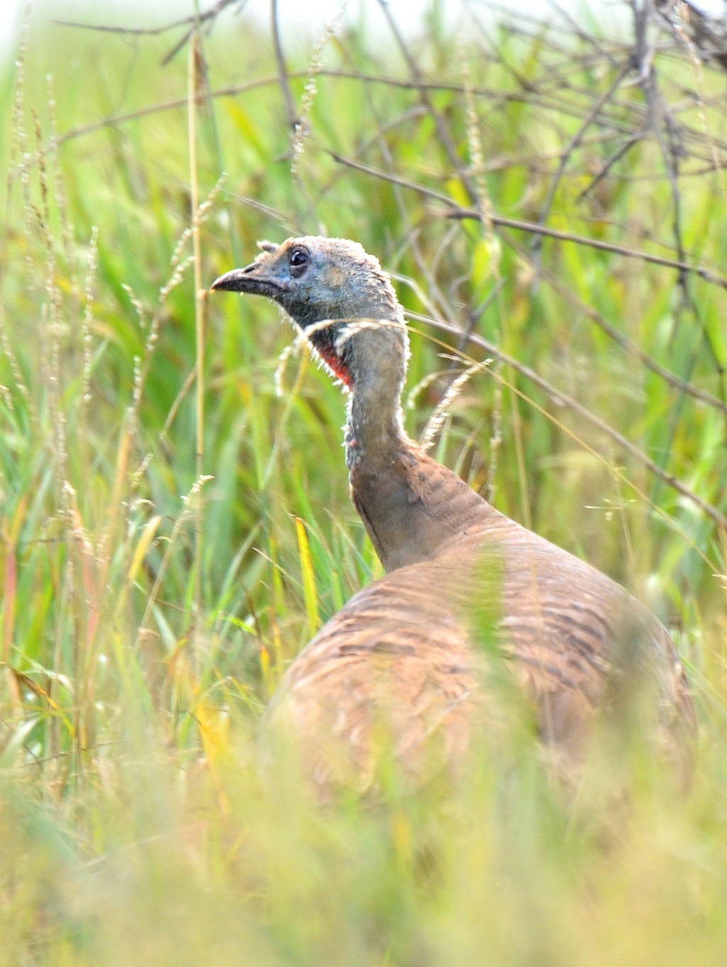 Female Wild Turkey by CheapShot is licensed under CC BY 2.0.
